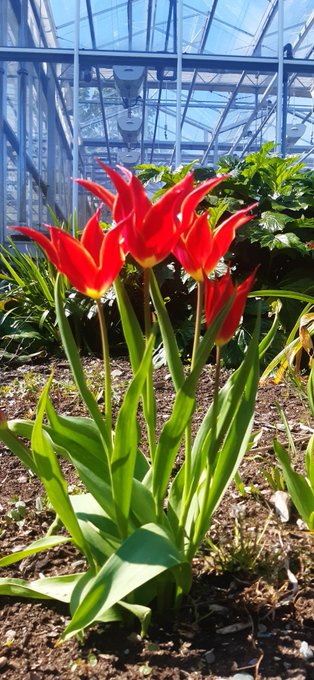 A red flower